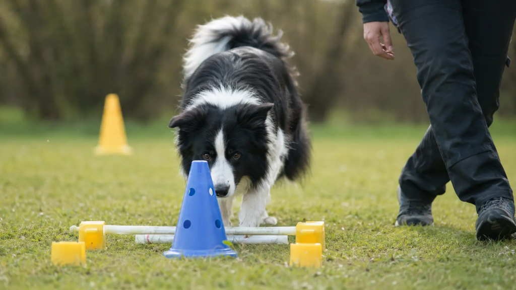 Border Collie impegnato in un gioco di problem solving gentile
