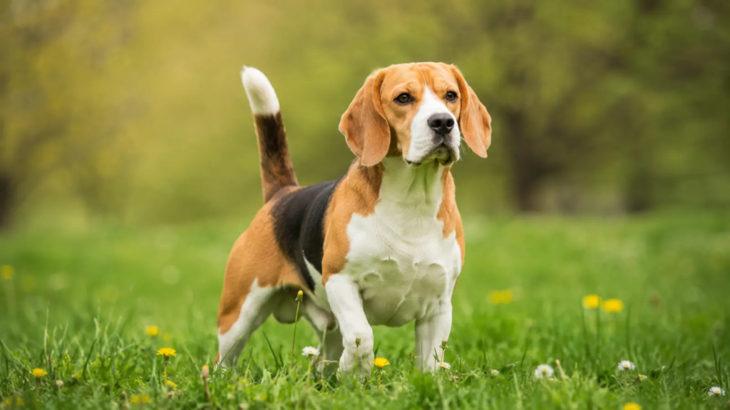Beagle adulto tricolore ritratto in un prato