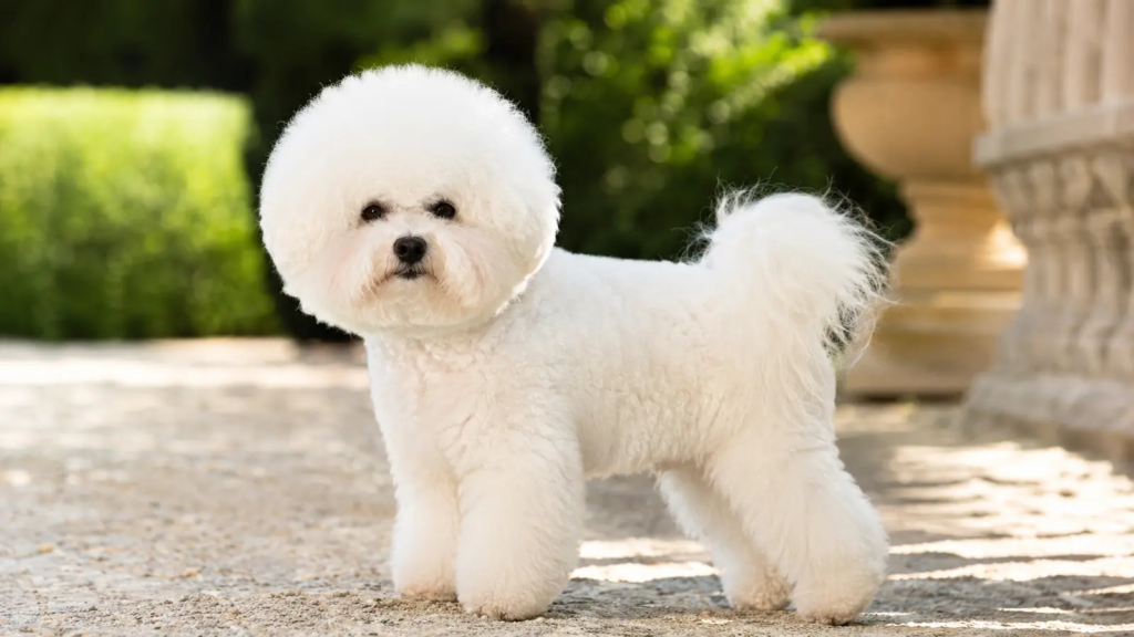 Bichon Frisé adulto ritratto in un giardino