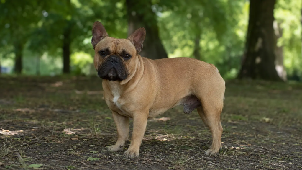 Bulldog Francese adulto ritratto all’ombra in un parco