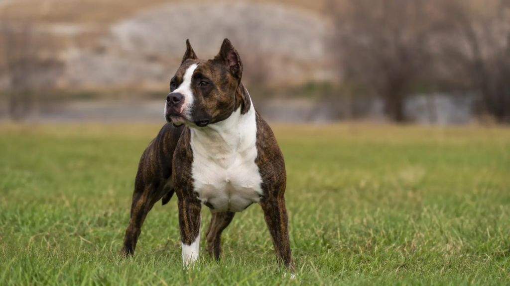 American Staffordshire Terrier adulto ritratto in un prato