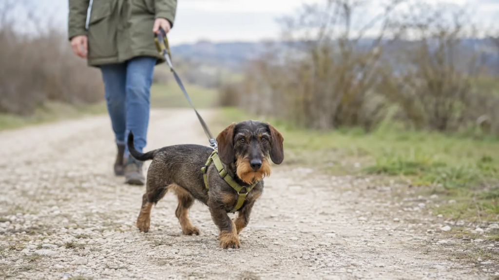 Bassotto durante una passeggiata con pettorina ad H