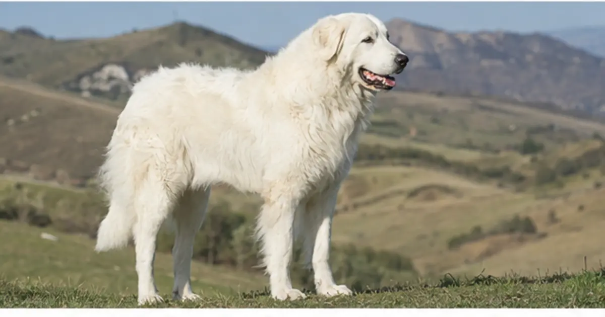 Pastore Maremmano Abruzzese adulto ritratto in ambiente naturale
