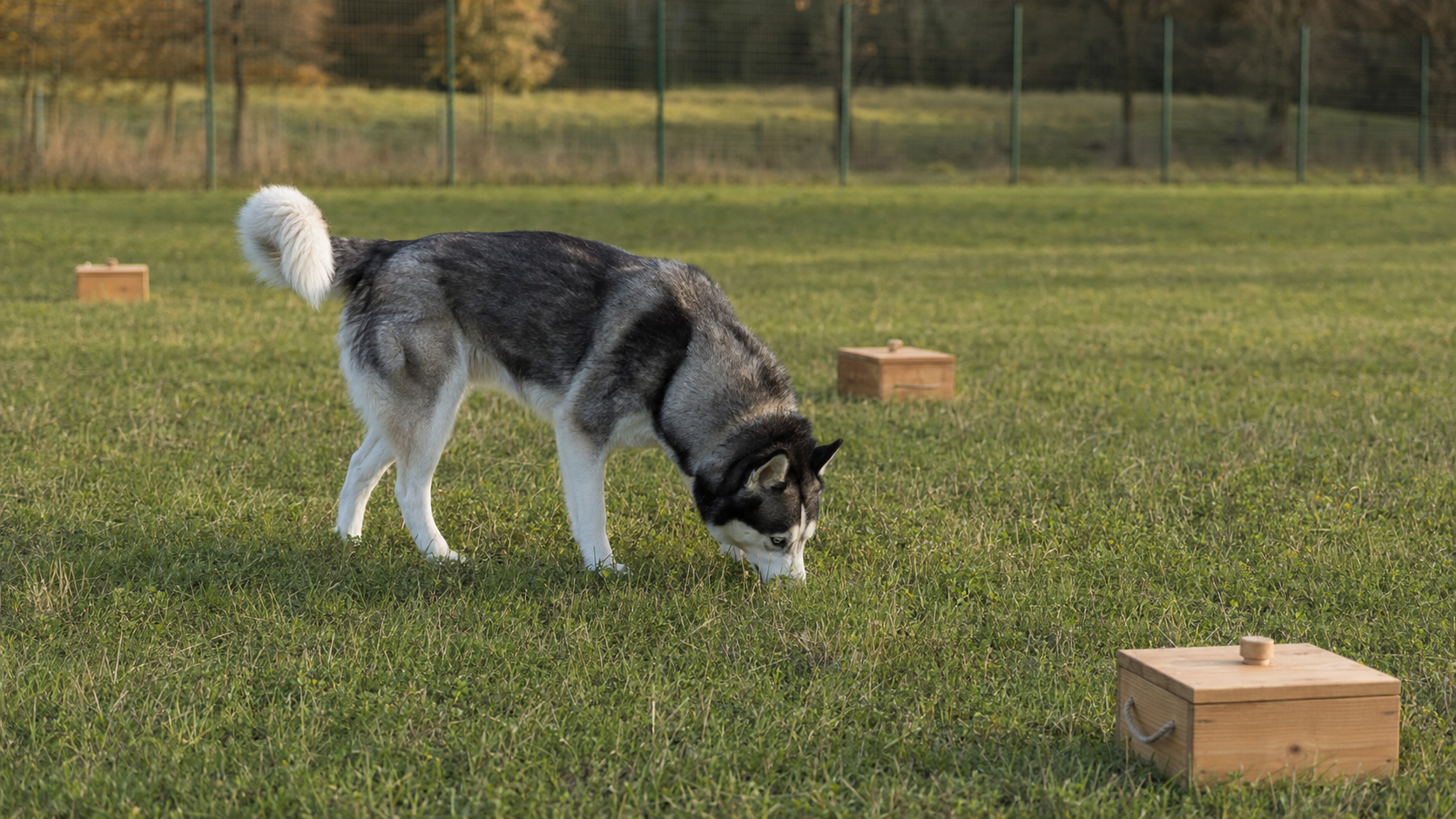 Siberian Husky adulto impegnato in un’attività di ricerca olfattiva in un campo recintato