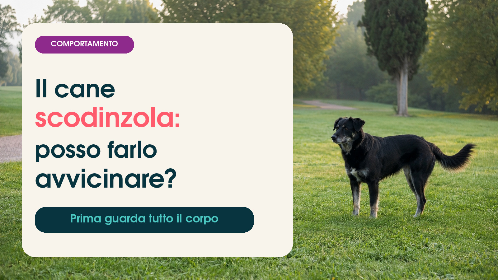 Cane che scodinzola durante un incontro al parco: osservare tutto il corpo prima di avvicinarlo