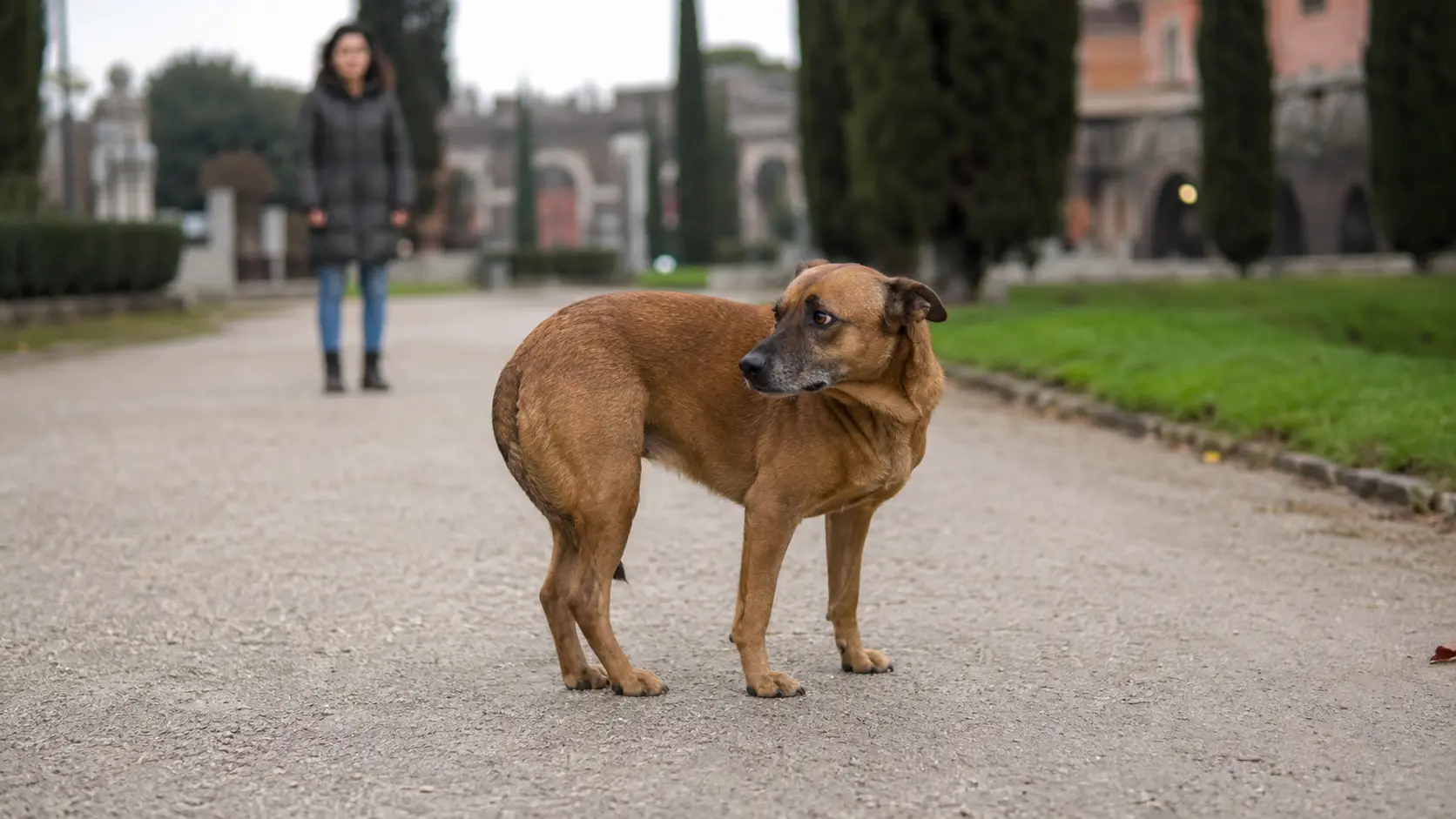Cane con la coda tra le gambe mantiene distanza in un parco